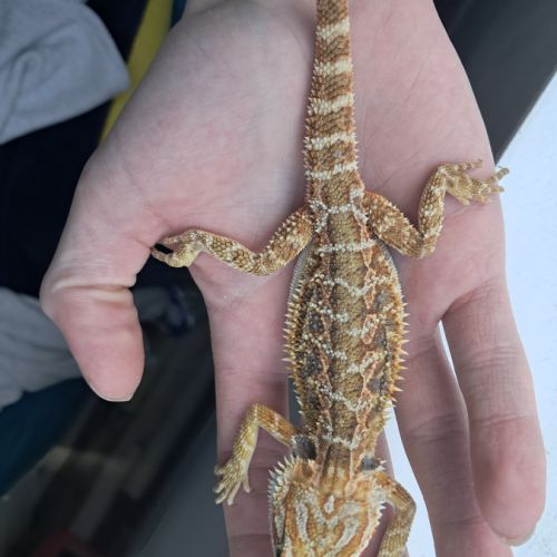 Vends bébés pogona vitticeps #10