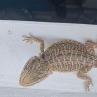 Vends bébés pogona vitticeps #3