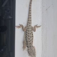 Vends bébés pogona vitticeps #5