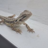 Vends bébés pogona vitticeps #6