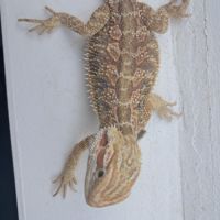 Vends bébés pogona vitticeps #7