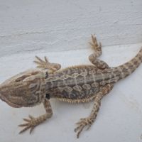 Vends bébés pogona vitticeps #8
