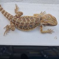 Vends bébés pogona vitticeps #0