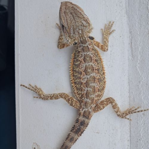 Bébés pogona vitticeps à vendre #2