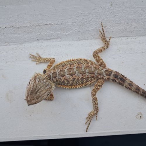 Bébés pogona vitticeps à vendre #3