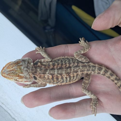 Bébés pogona vitticeps à vendre #6