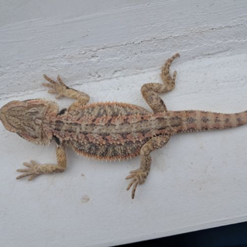 Bébés pogona vitticeps à vendre #7