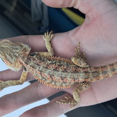 Bébés pogona vitticeps à vendre #9