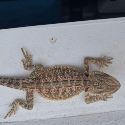 Bébés pogona vitticeps à vendre #10