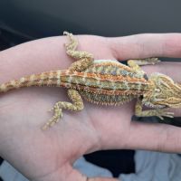 Bébés pogona vitticeps à vendre #1