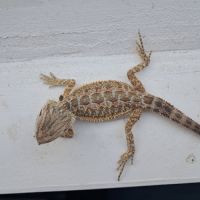 Bébés pogona vitticeps à vendre #3