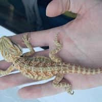 Bébés pogona vitticeps à vendre #4