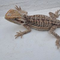 Bébés pogona vitticeps à vendre