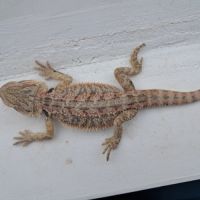 Bébés pogona vitticeps à vendre #7