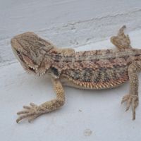 Bébés pogona vitticeps à vendre #8