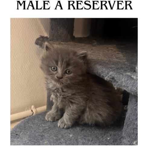 Chaton de race selkirk rex