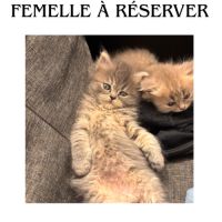 Chaton de race selkirk rex #1