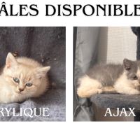 Chaton de race selkirk rex #3