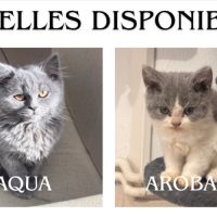 Chaton de race selkirk rex #4