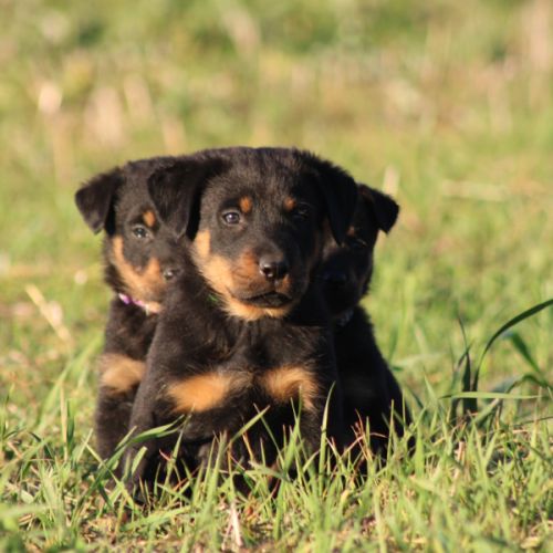 Chiots beauceron disponibles #3