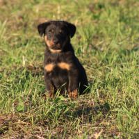 Chiots beauceron disponibles #1
