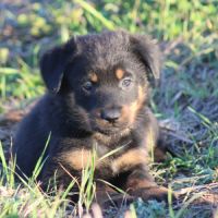 Chiots beauceron disponibles #2