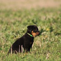 Chiots beauceron disponibles