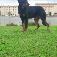 Beauceron à placer pour retraite heureuse #1