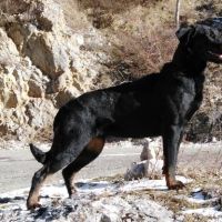 Beauceron à placer pour retraite heureuse