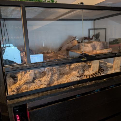 Serpent pituophis catenifer sayi #2