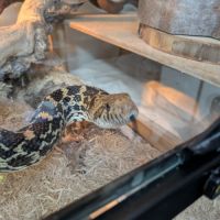 Serpent pituophis catenifer sayi