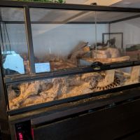 Serpent pituophis catenifer sayi #2