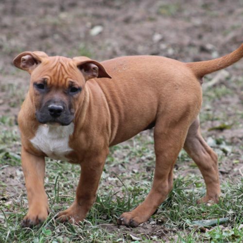 American staffordshire terrier lof #0