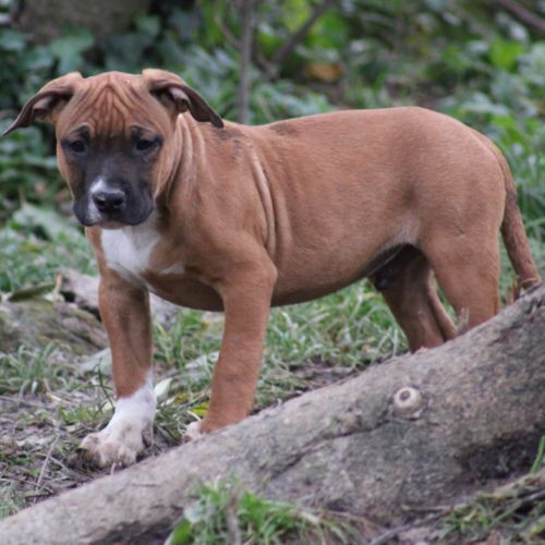 American staffordshire terrier lof #2
