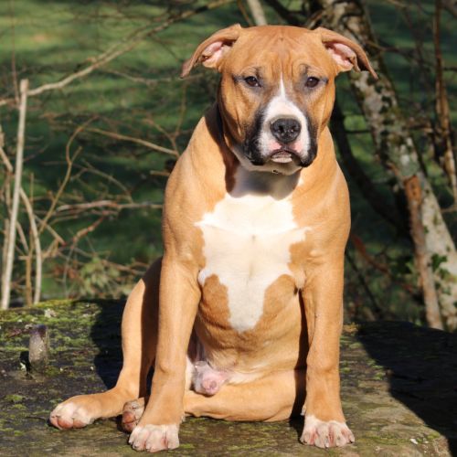 American staffordshire terrier lof