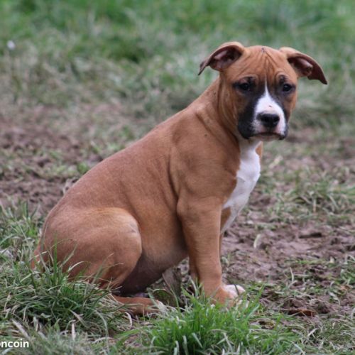 American staffordshire terrier lof #3