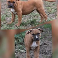 American staffordshire terrier lof #1