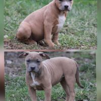American staffordshire terrier lof #2