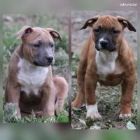 American staffordshire terrier lof