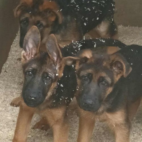 Chiots bergers allemand #1