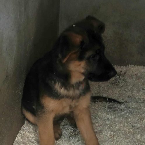 Chiots bergers allemand #3