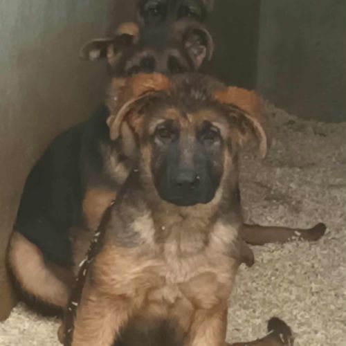 Chiots bergers allemand #4