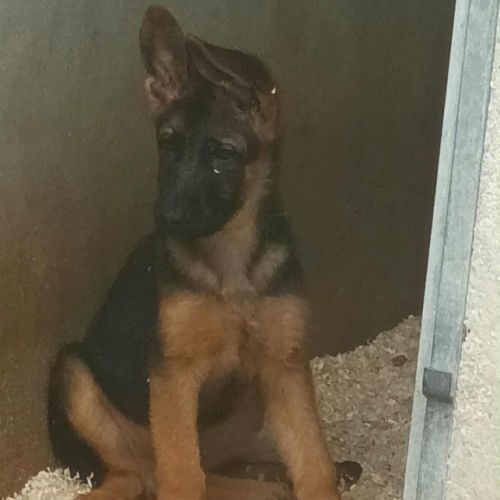 Chiots bergers allemand #0