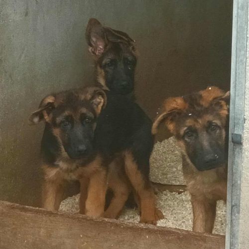 Chiots bergers allemand #6