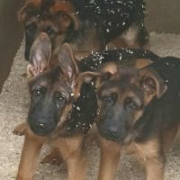 Chiots bergers allemand #1