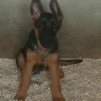 Chiots bergers allemand #2