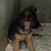 Chiots bergers allemand #3