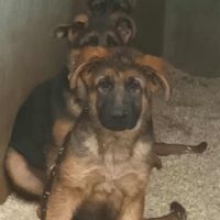 Chiots bergers allemand #4