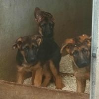 Chiots bergers allemand #6