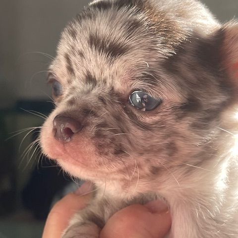 Mâle chihuahua merle chocolat #2